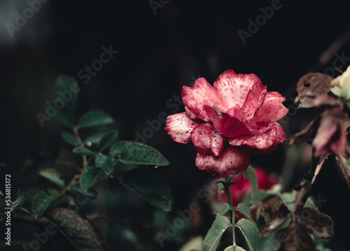 Close up roses on moody dark style photo