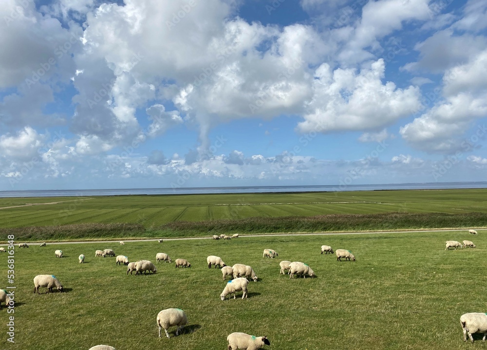 Sheep grazing next to the Hindenburg dam on the way to the island of Sylt