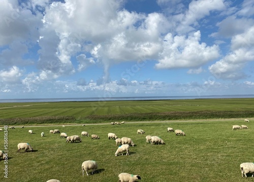 Sheep grazing next to the Hindenburg dam on the way to the island of Sylt