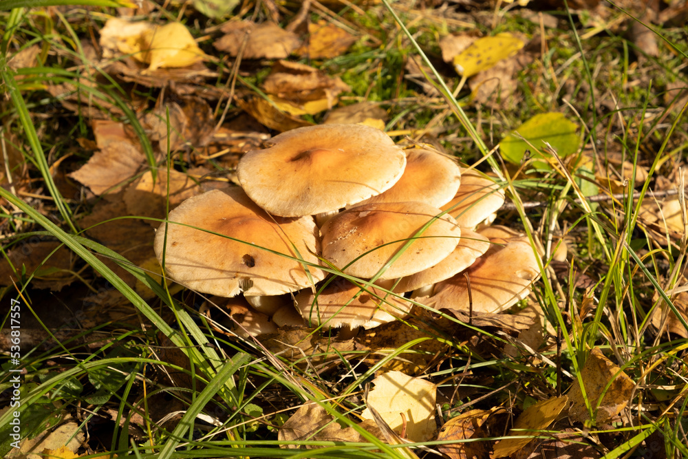 Clump of Honey Fungus (Armillaria mellea) in Ancient Woodland in Rural Clump of Honey Fungus (Armillaria mellea) in Ancient Woodland in Rural