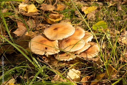 Clump of Honey Fungus (Armillaria mellea) in Ancient Woodland in Rural