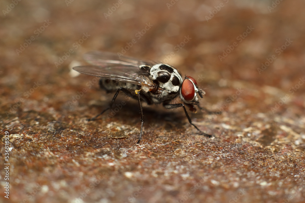 Close-up portrait of a fly with details. A fly in nature Close-up portrait of a fly with details. A fly in nature