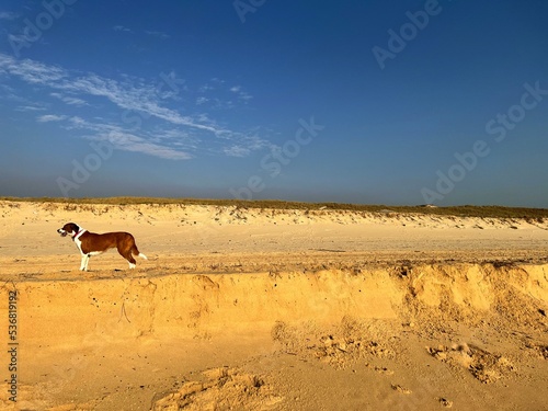 Photography dog on the beach