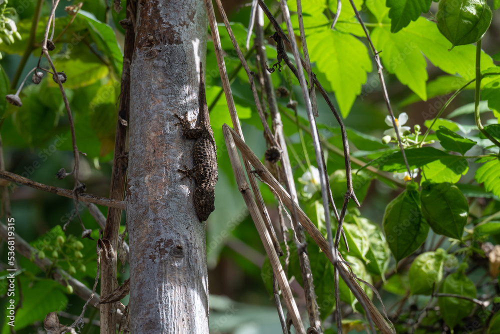 Dark gecko Lizard on a tree trunk. Dark gecko Lizard on a tree trunk.