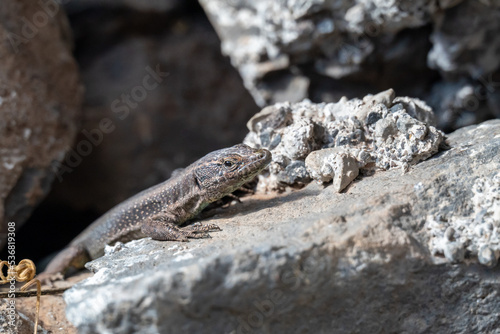 Madeiran wall lizard.