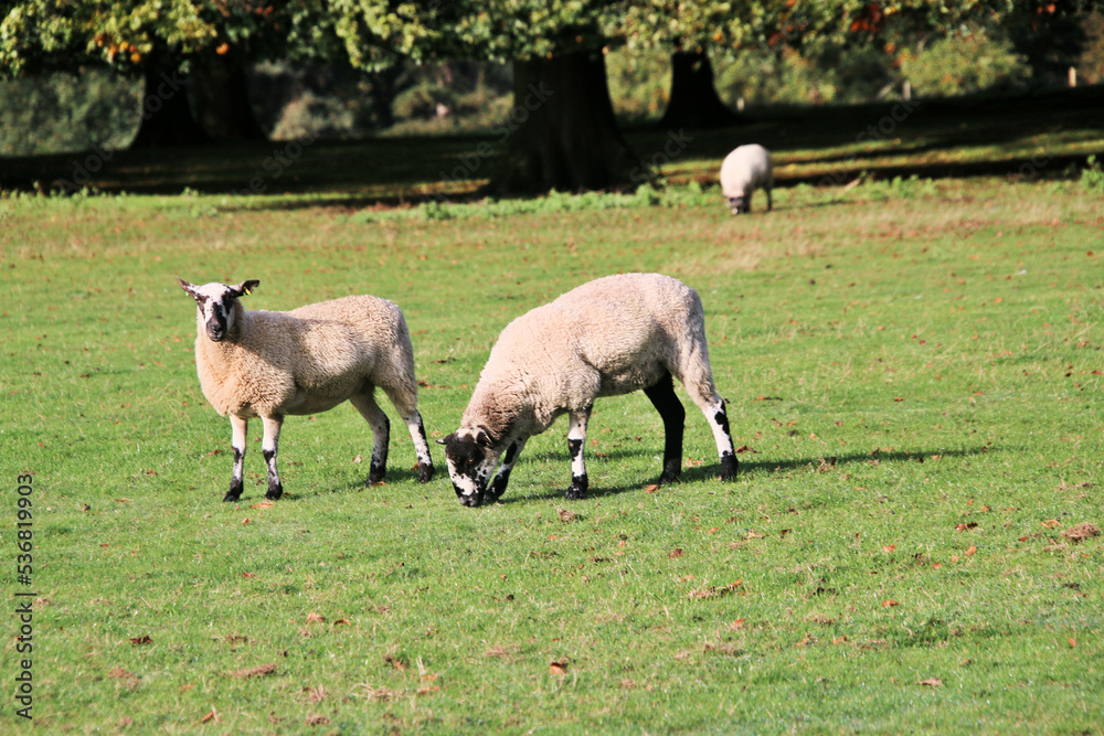 Fototapeta premium A view of a Sheep in the Cheshire Countryside
