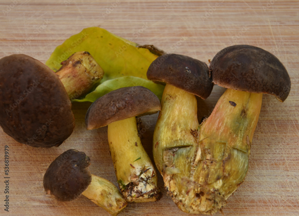 Waldpilze auf Holz Waldpilze auf Holz