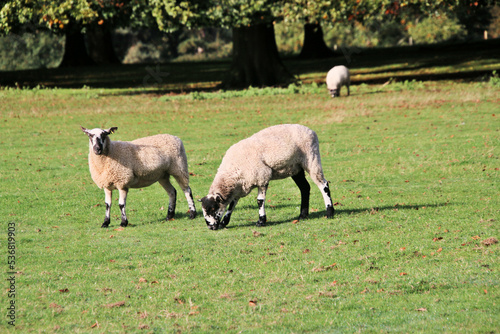 A view of a Sheep in the Cheshire Countryside