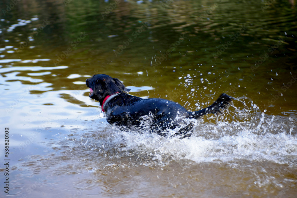 A black hunting dog is stalking ducks in a pond. Running animal with splashes of water.