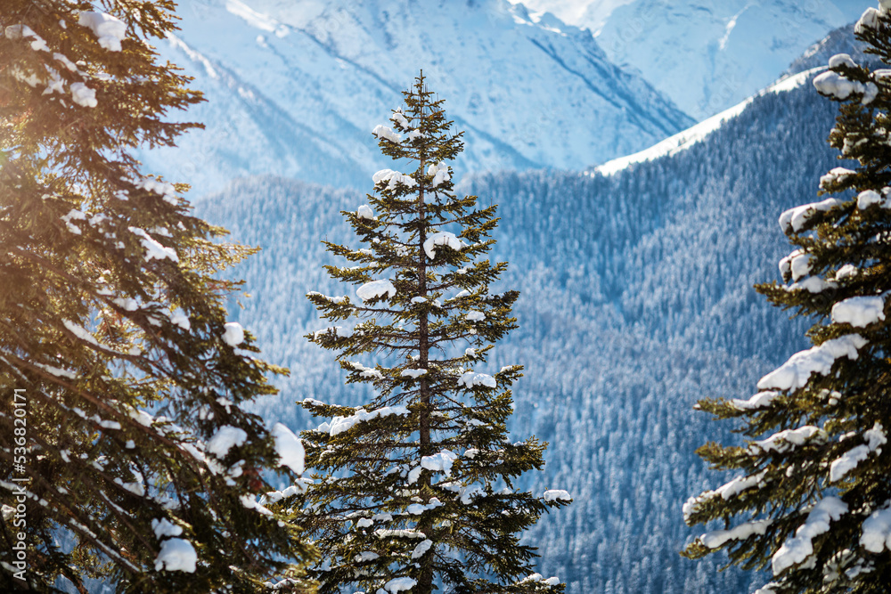 Snow covered trees in front of mountain view