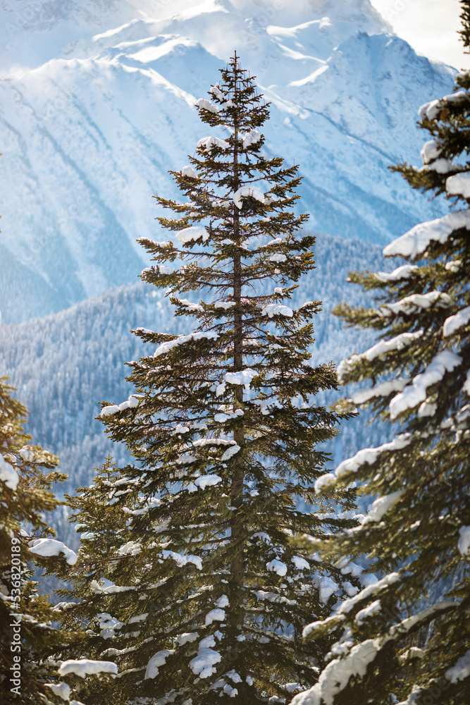Snow covered trees in front of mountain view