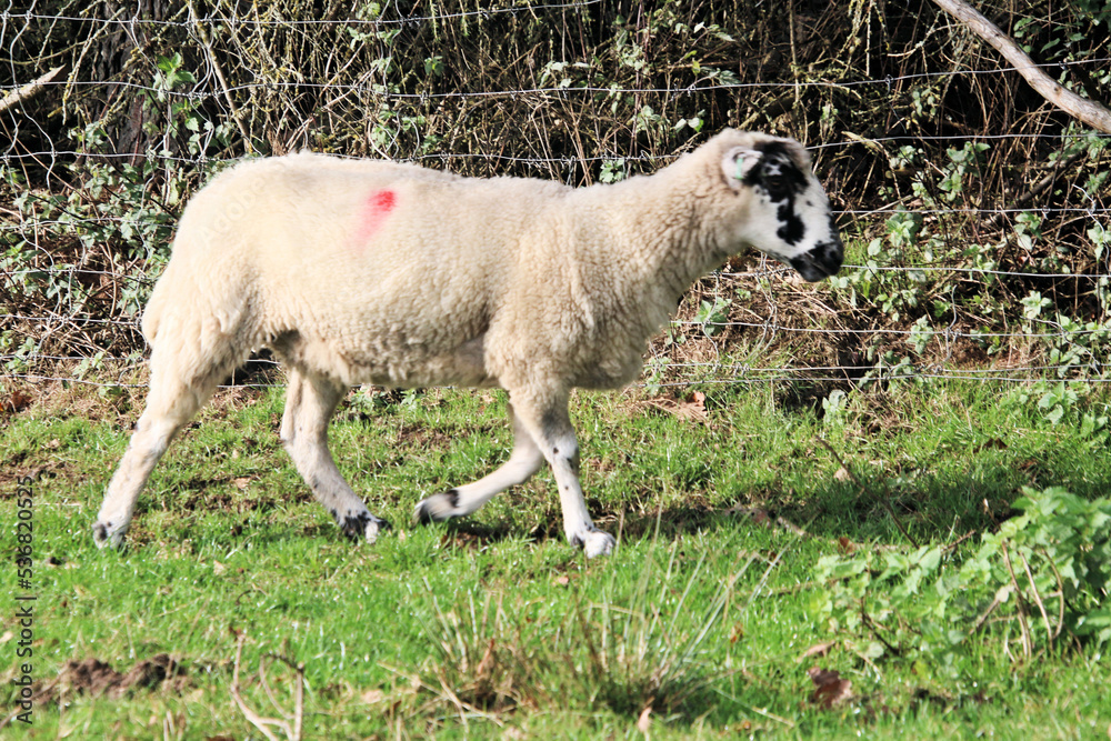 Fototapeta premium A view of a Sheep in the Cheshire Countryside
