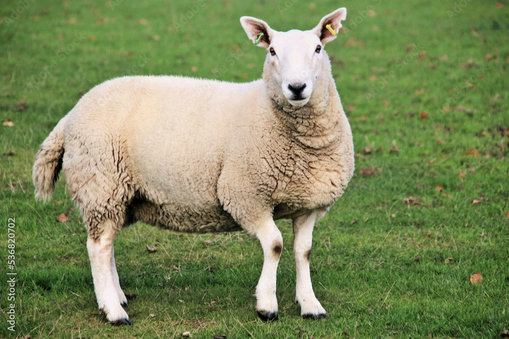 A view of a Sheep in the Cheshire Countryside