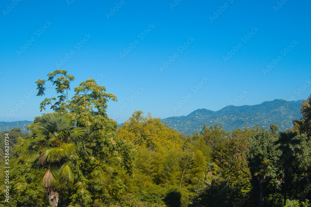 Subtropical sunny landscape in Adjara, mountains and rainforest jungle in sun light