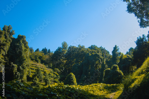 Subtropical landscape during sunny day  trees  rainforest jungle in sun light