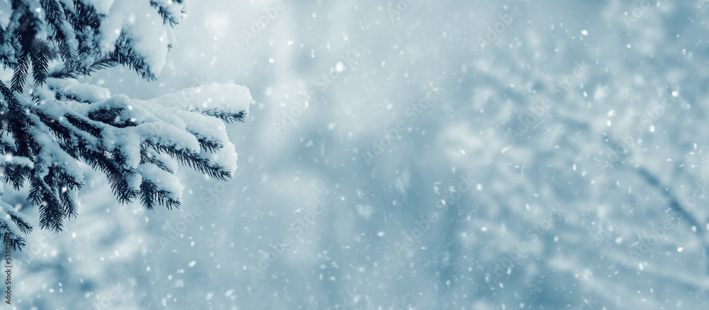 Winter background with snowy spruce branch on blurred background during snowfall