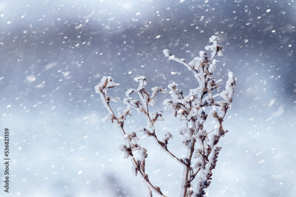 Snow covered plant branch on blurred background during heavy snowfall