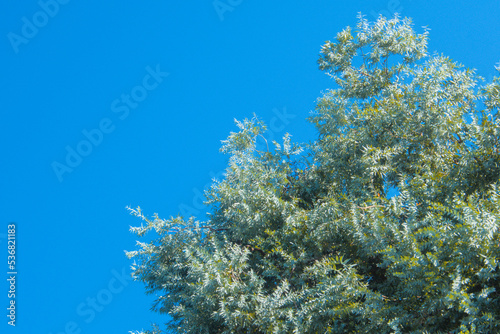 Eucalyptus cinerea, Argyle apple, mealy stringbark or silver dollar tree during sunny day in sun light