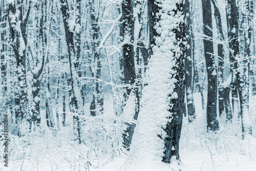 Snow covered trees in winter forest after heavy snowfall