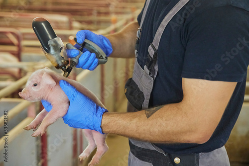Farm worker gives a newborn piglet an iron injection.