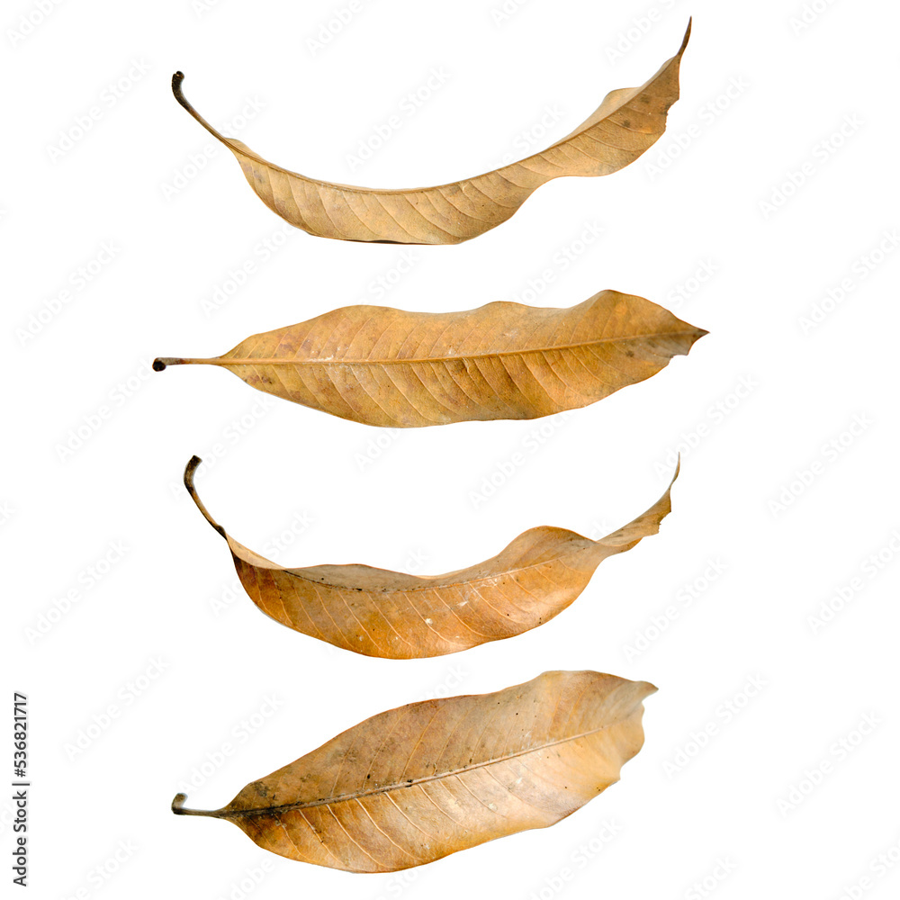 Fototapeta premium Dry leaves transparent background