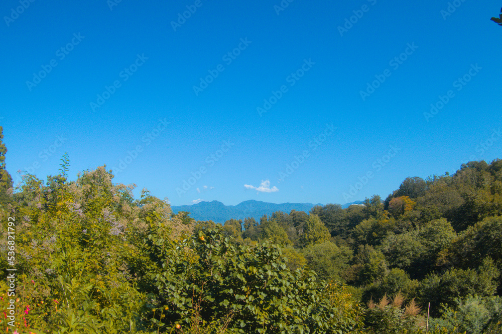 View on suptropical jungle rainforest, trees in sun light, blue sky and mountains during sunny bright day as exotic landscape background with copy space, botanical garden