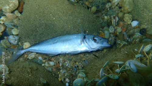 Dead pompano or derbio, silverfish (Trachinotus ovatus) undersea, Aegean Sea, Greece, Halkidiki