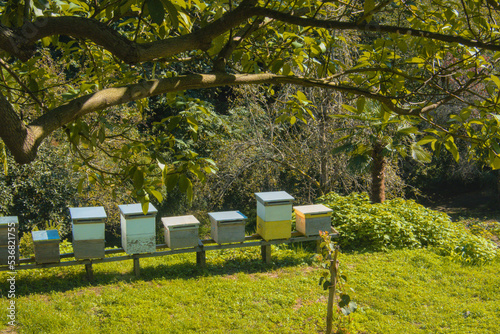 Beehives in the apiary. Honey production sunny landscape. Home farm for bees in sun light in Batumi botanical garden