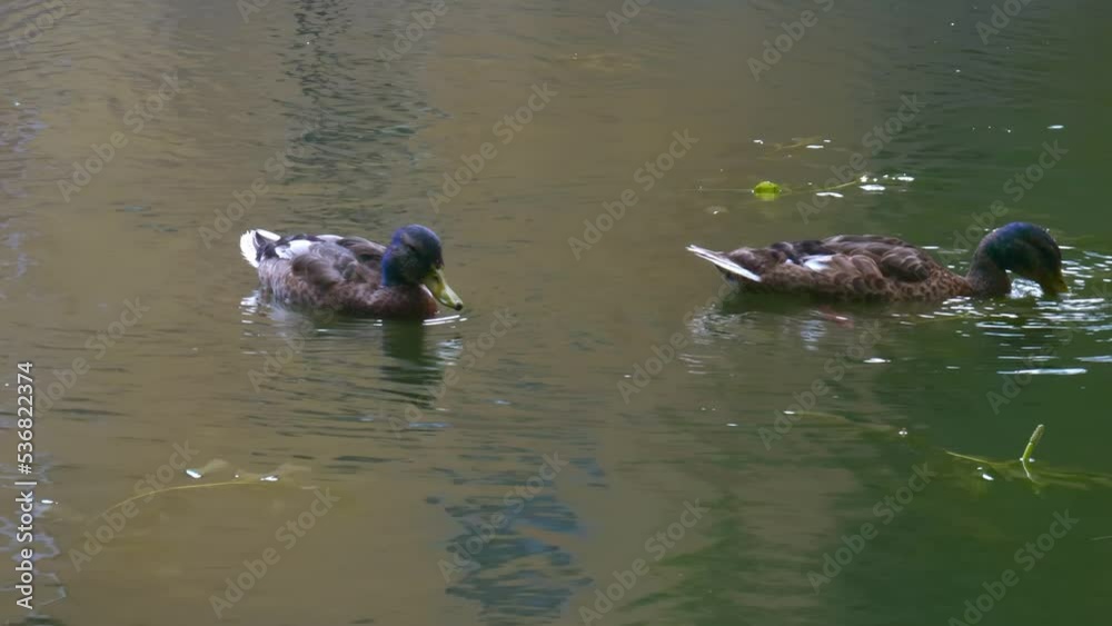 Duck pitching swim in the lake. Beautiful lake with ducks nature in Europe Duck pitching swim in the lake. Beautiful lake with ducks nature in Europe