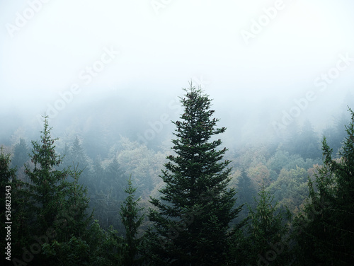 Fototapeta Naklejka Na Ścianę i Meble -  Nebel über dem Wald