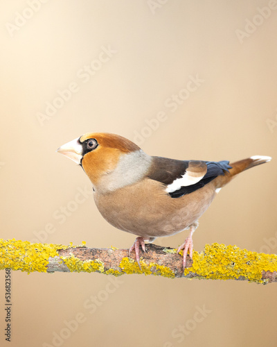 Hawfinch Coccothraustes coccothraustes amazing bird perched on tree blurry background 