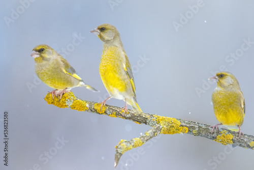 The European greenfinch Chloris chloris or common greenfinch songbird small yellow bird on blurry background	