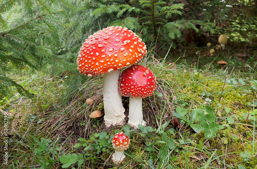 Group of three Amanita muscaria,(fly agaric or fly amanita) in a mountain spruce forest.