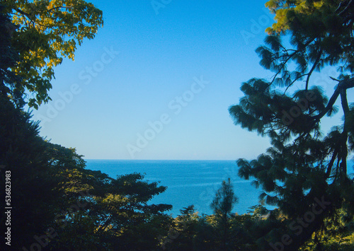 View on black colorful sea in sun light through pine trees and bushes during sunny day as subtropical landscape, botanical garden