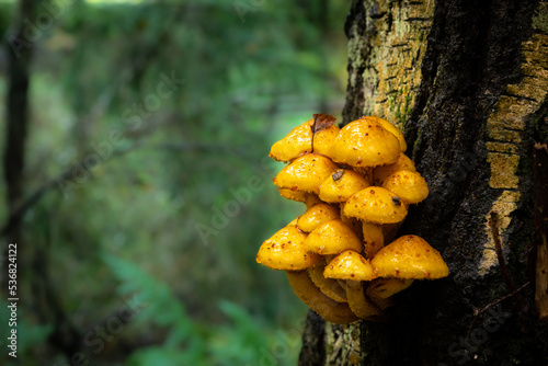 yellow fungus mushroom groving on old birch tree log bark October autumn time in forest Poland Europe, Knyszyn Primeval Forest