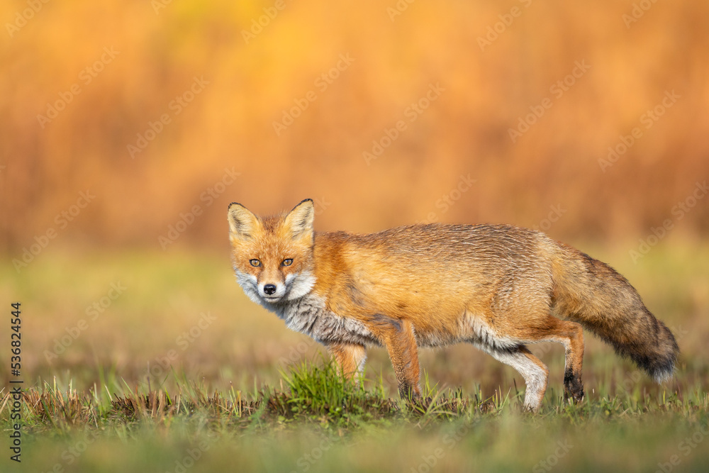 Fox Vulpes vulpes in autumn scenery, Poland Europe, animal walking among winter meadow in orange background	