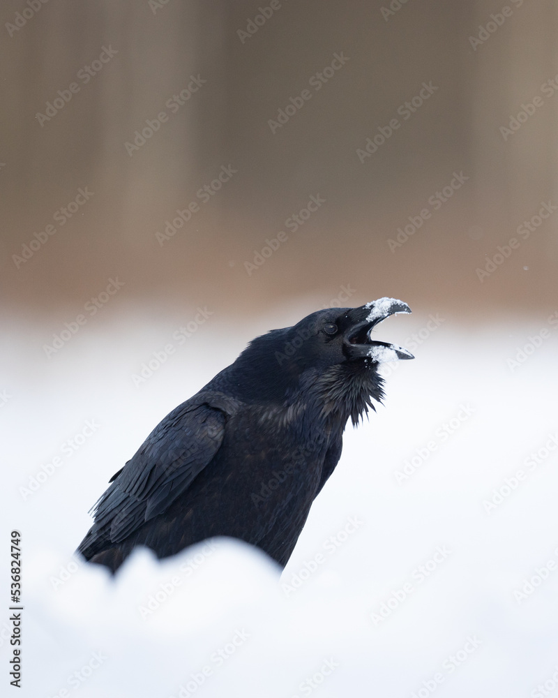 Fototapeta premium beautiful raven Corvus corax walking among winter meadow with snow North Poland Europe