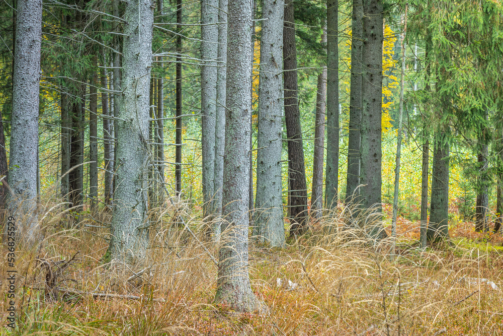 Obraz premium Misty autumn forest. Early autumn in misty forest. Morning fog in autumn forest Poland Europe Knyszyn Primeval Forest