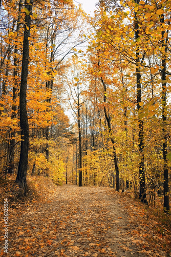 Fototapeta Naklejka Na Ścianę i Meble -  autumn forest trees with orange-yellow foliage and pathway, natural background. Beautiful autumn scenic landscape. fall season