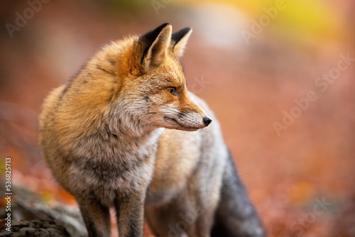Red fox, vulpes vulpes, observing on orange foliage in autumn nature. Furry mammal looking in colorful wilderness in fall. Little predator watching in color woodland.