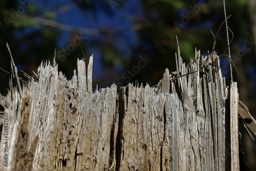 broken tree stump