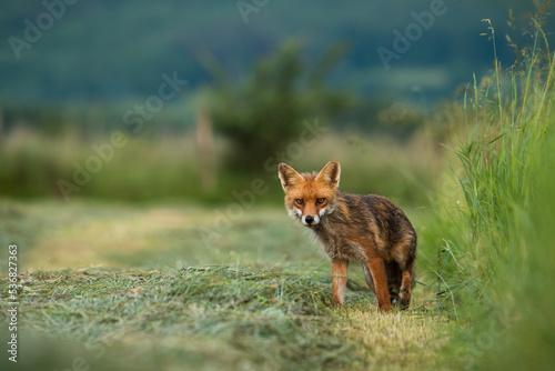 Red fox, vulpes vulpes, staring on mowed grass in summertime nature. Orange predator looking to the camera on cut grassland. Mammal with fluffy fur standing on meadow.