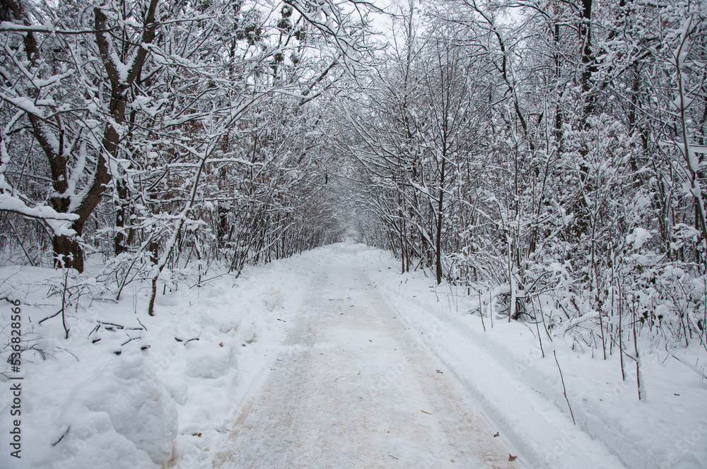 Winter road in a forest at Holosiivskyi National Nature Park, Kyiv, Ukraine Winter road in a forest at Holosiivskyi National Nature Park, Kyiv, Ukraine