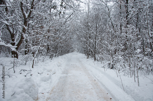 Winter road in a forest at Holosiivskyi National Nature Park, Kyiv, Ukraine © Maksym