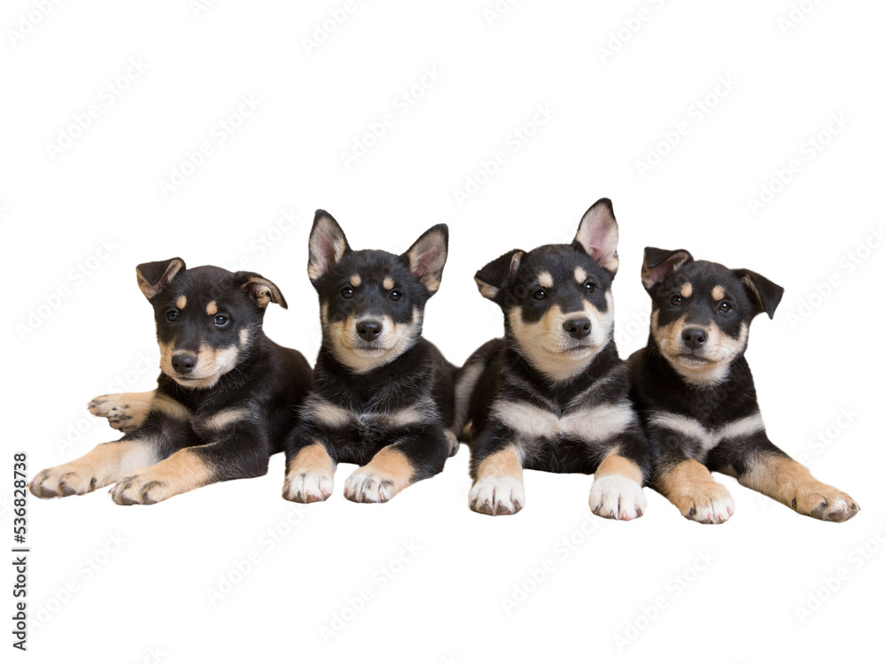 Obraz premium Sibling Siberian husky rescue blend pups sitting together flaunt floppy and pointed ears for fancy puppy portraits isolated