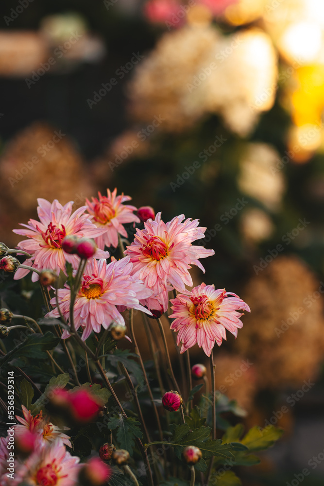 Pink chrysanthemum in the garden. Autumn flowers Pink chrysanthemum in the garden. Autumn flowers