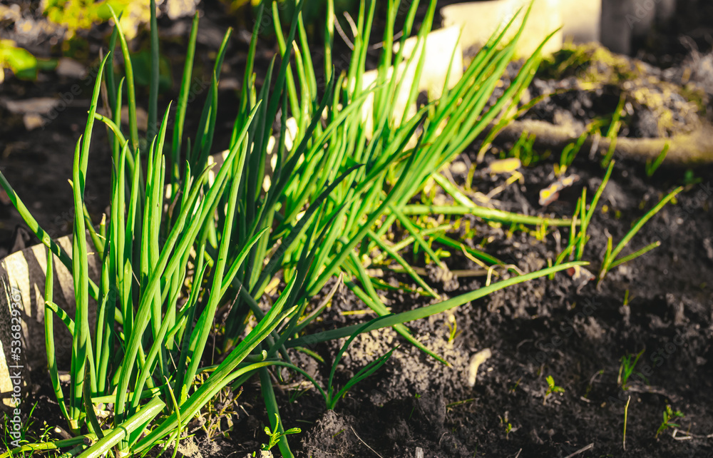 green onions grow in the garden. autumn vegetables green onions grow in the garden. autumn vegetables