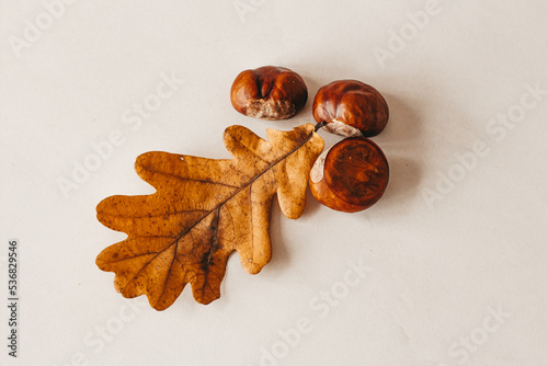 oak leaf and chestnuts on white background
