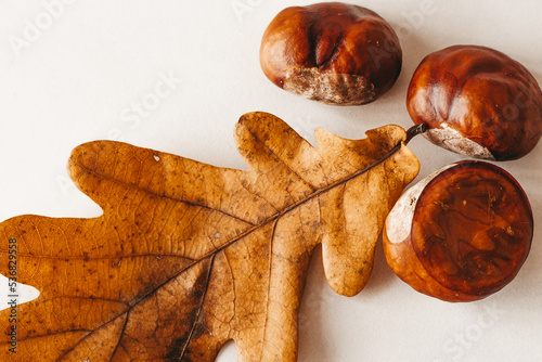 oak leaf and chestnuts on white background