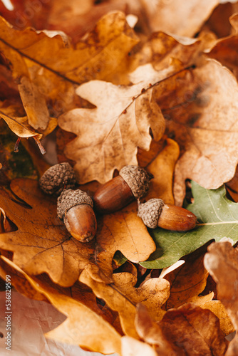 oak leaves and acorns. autumn composition